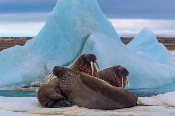 Atlantic Walruses of Franz Josef Land