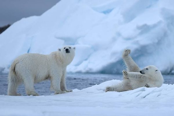 Polar Bears of Franz Josef Land